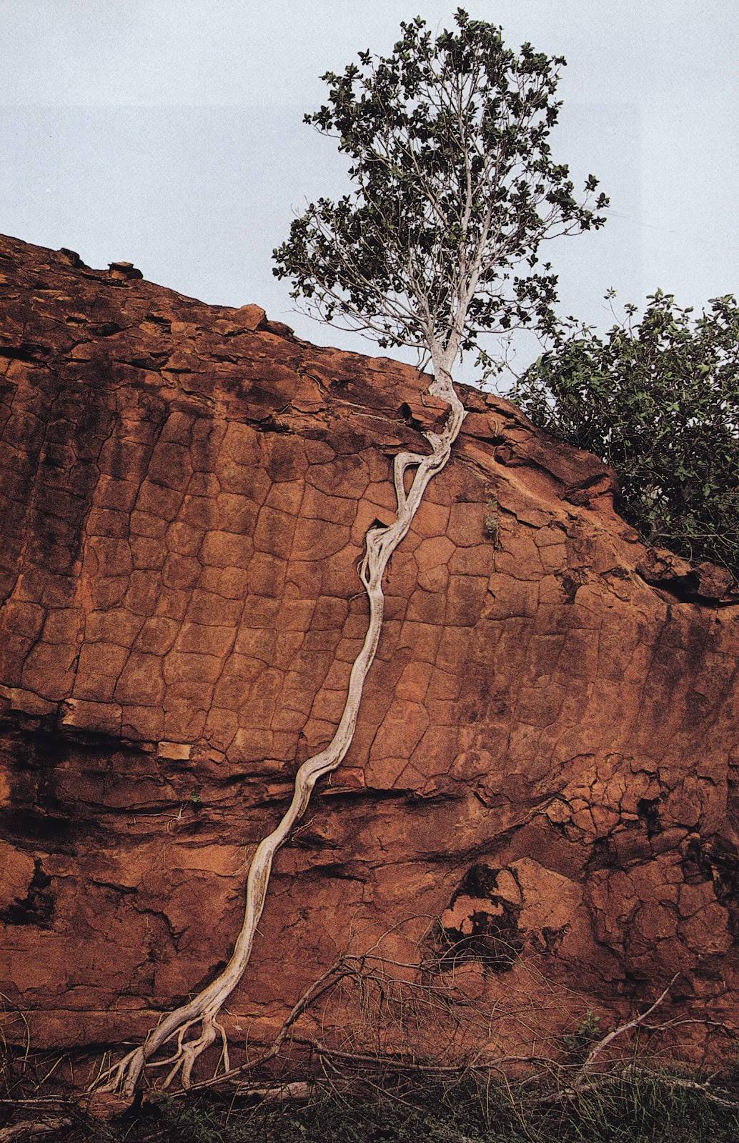 Baum in Australien - Fotograf unbekannt